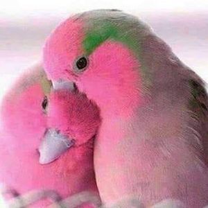 Meet your Posher, Diane